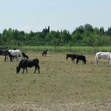 Couette-café Mas Tolosan Vauvert